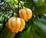 Garcinia Cambogia